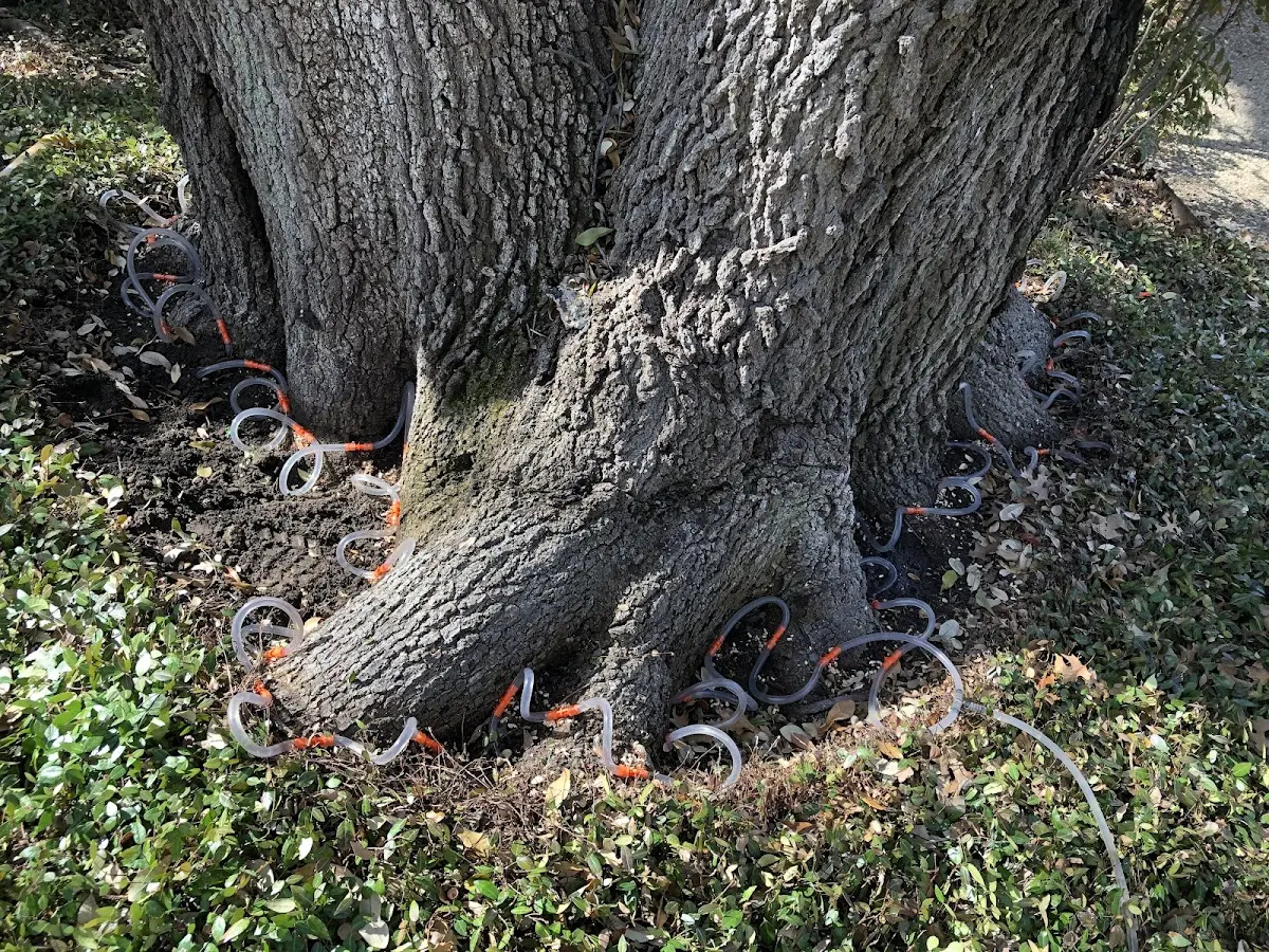 Detailed Tree Cabling and Bracing job site in Camas Valley