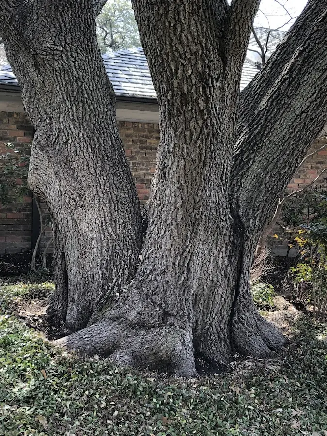 Mature heritage tree close to a Camas Valley property cared for by certified arborists